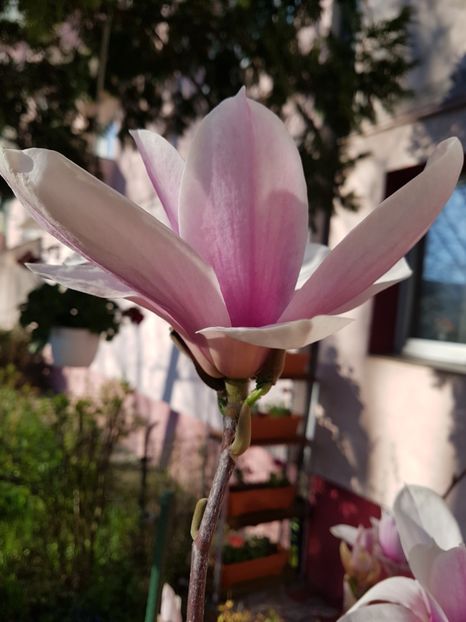  - MAGNOLIA SOULANGEANA