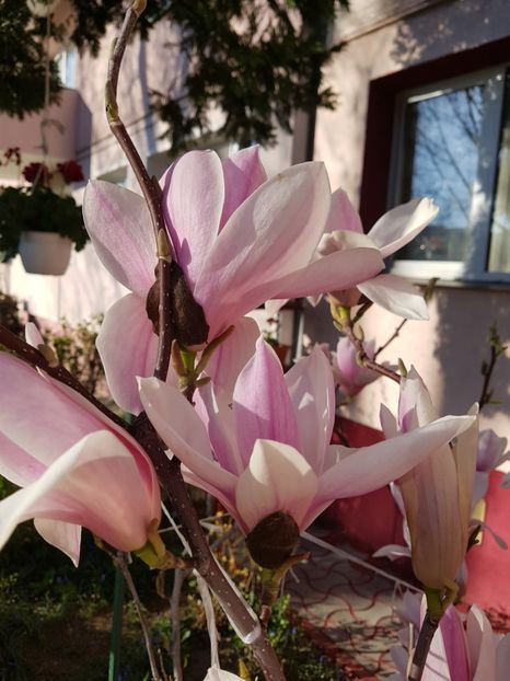  - MAGNOLIA SOULANGEANA