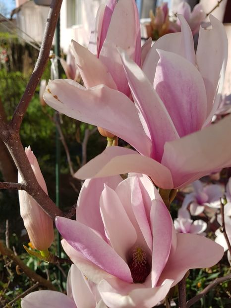  - MAGNOLIA SOULANGEANA