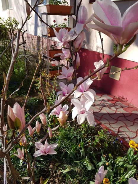 - MAGNOLIA SOULANGEANA