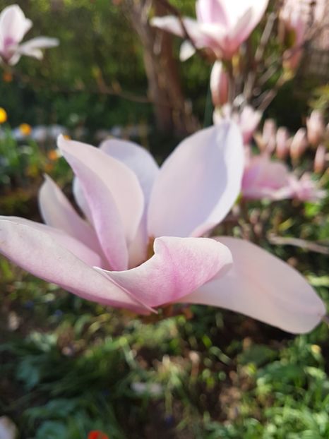  - MAGNOLIA SOULANGEANA