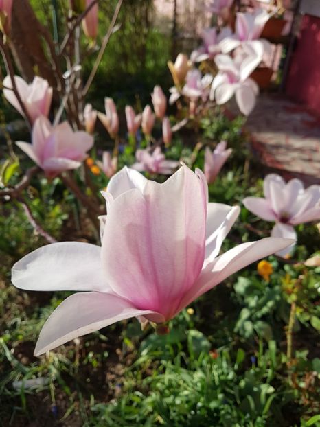  - MAGNOLIA SOULANGEANA