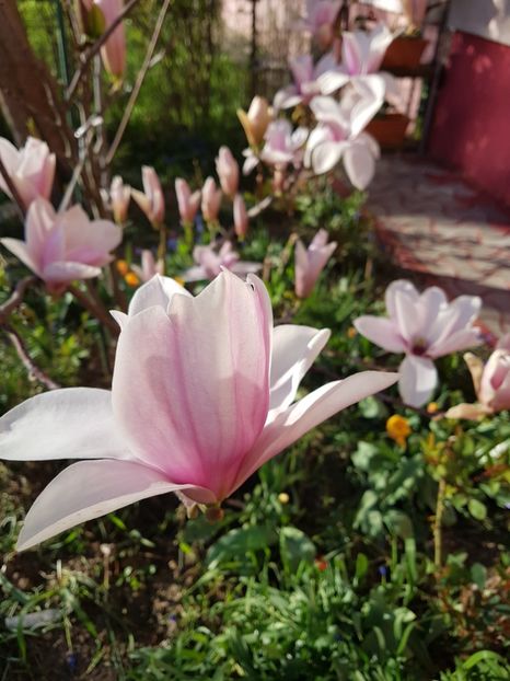  - MAGNOLIA SOULANGEANA