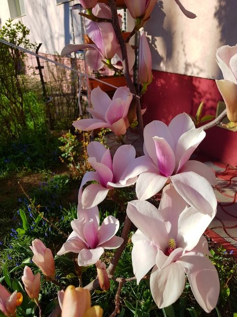  - MAGNOLIA SOULANGEANA