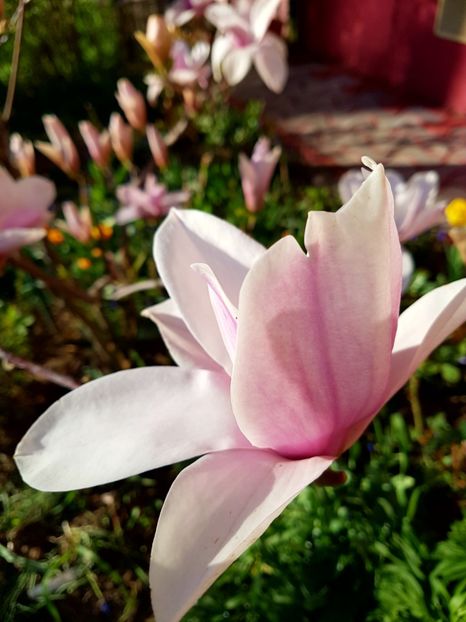  - MAGNOLIA SOULANGEANA