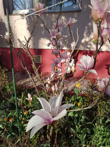  - MAGNOLIA SOULANGEANA