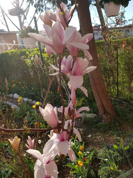  - MAGNOLIA SOULANGEANA