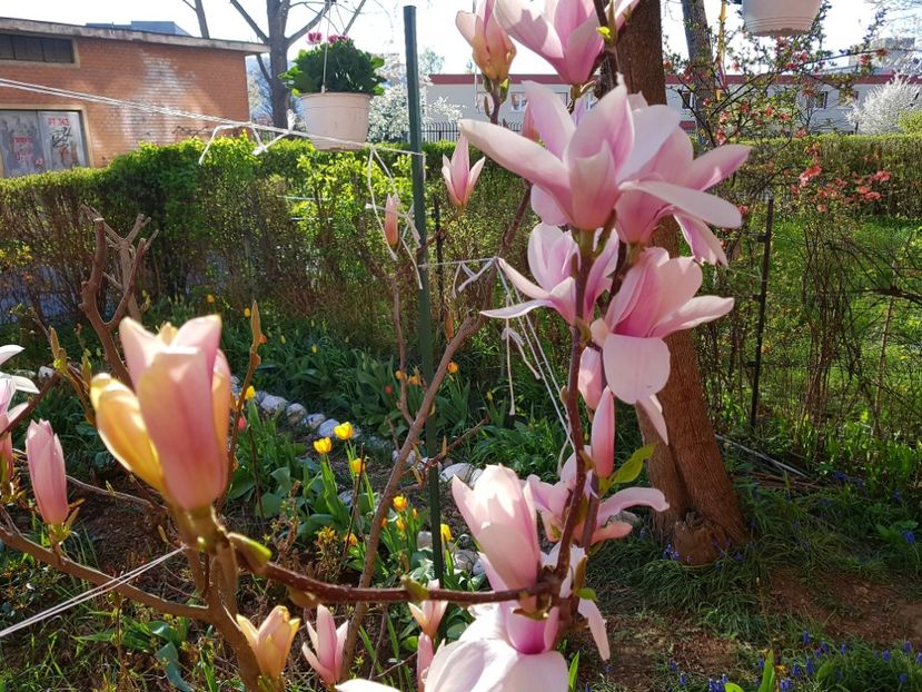  - MAGNOLIA SOULANGEANA