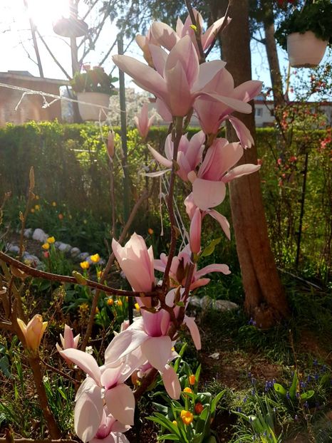  - MAGNOLIA SOULANGEANA