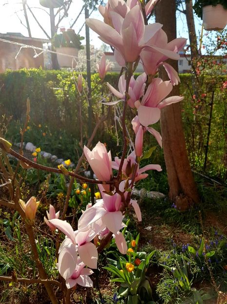  - MAGNOLIA SOULANGEANA