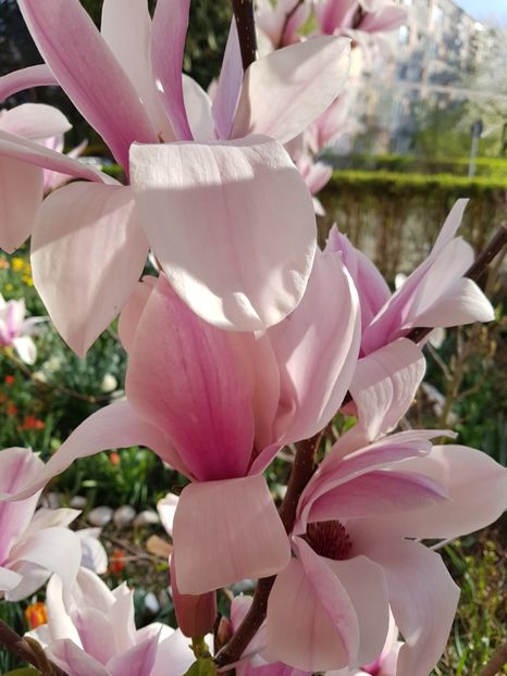  - MAGNOLIA SOULANGEANA
