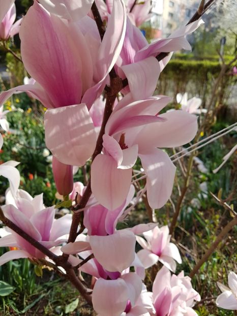  - MAGNOLIA SOULANGEANA