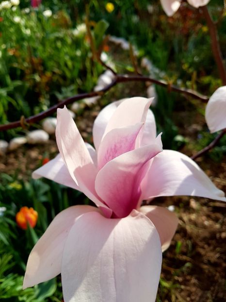  - MAGNOLIA SOULANGEANA