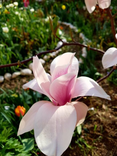  - MAGNOLIA SOULANGEANA