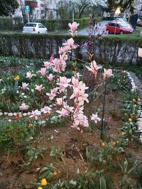  - MAGNOLIA SOULANGEANA