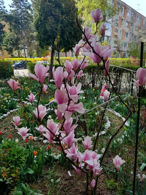  - MAGNOLIA SOULANGEANA