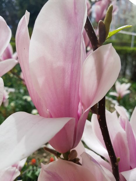  - MAGNOLIA SOULANGEANA