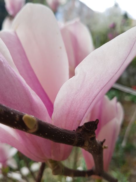  - MAGNOLIA SOULANGEANA