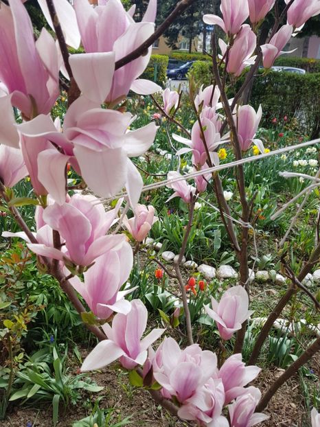  - MAGNOLIA SOULANGEANA