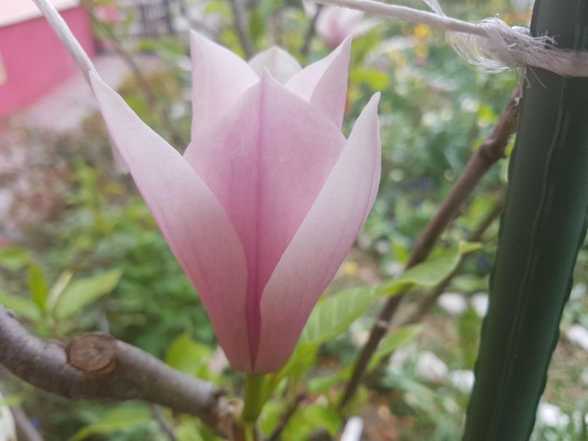  - MAGNOLIA SOULANGEANA