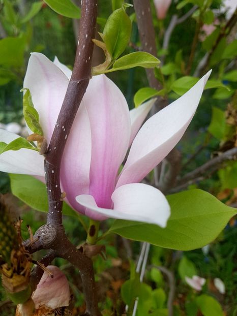  - MAGNOLIA SOULANGEANA