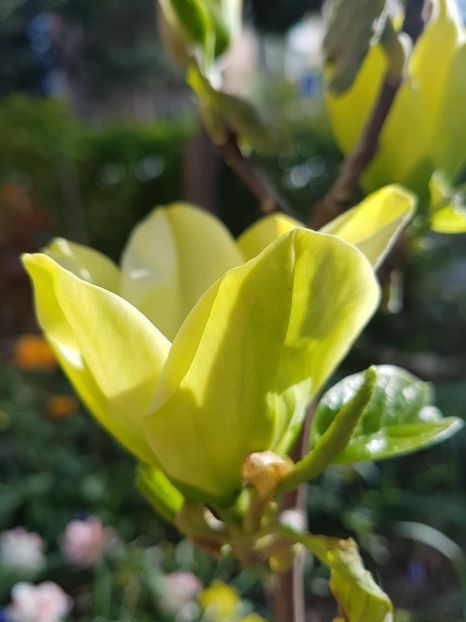  - MAGNOLIA YELLOW RIVER