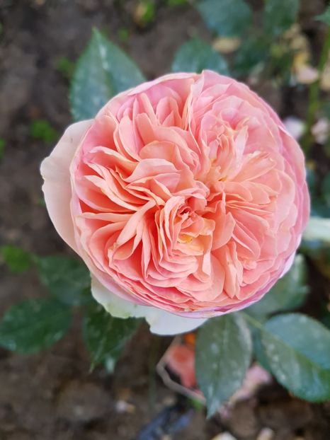  - TRANDAFIR ABRAHAM DARBY