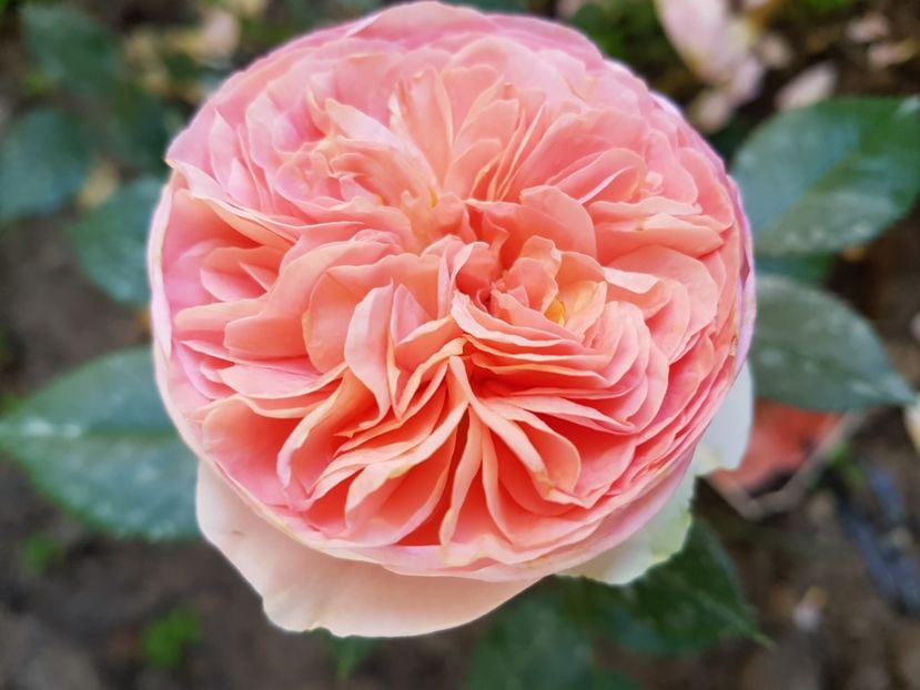  - TRANDAFIR ABRAHAM DARBY