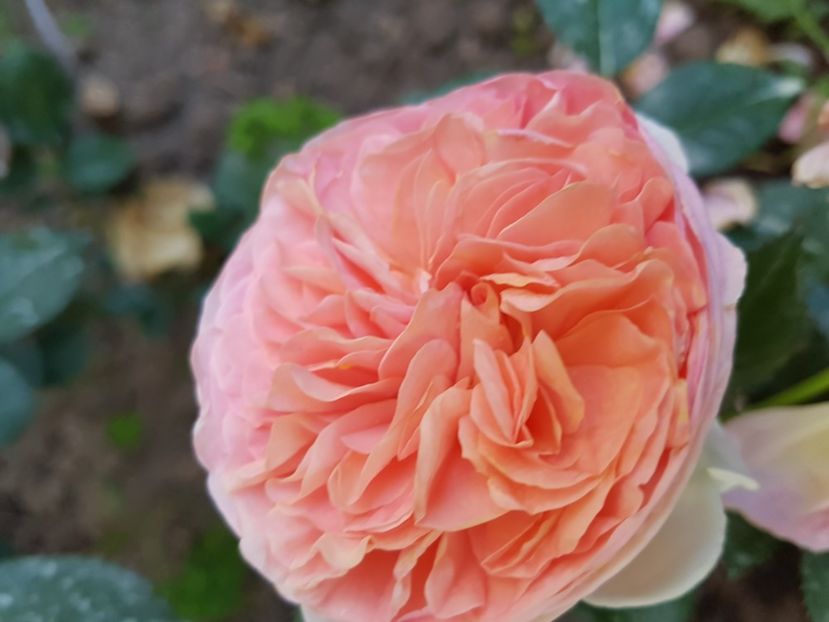  - TRANDAFIR ABRAHAM DARBY