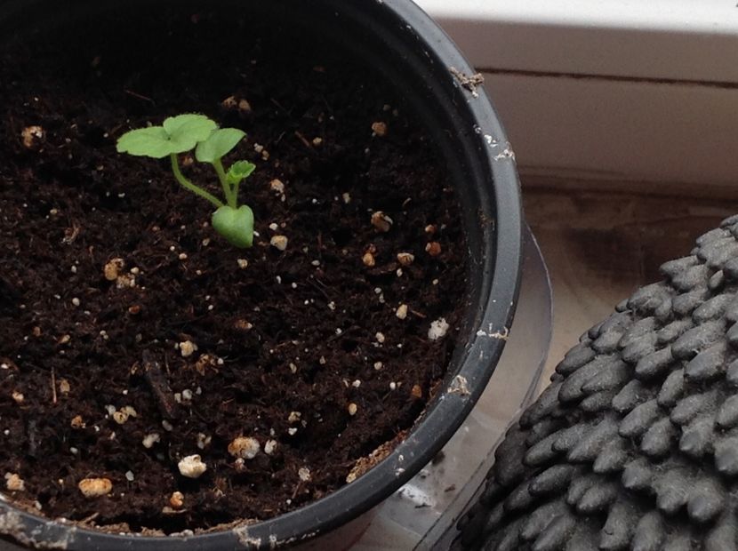 Muscata din semințe - Răsaduri 2018