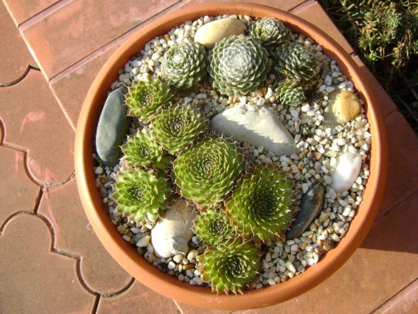 Orostachys spinosa & Sempervivum arachnoideum - v Iarna 2016-2017-2018