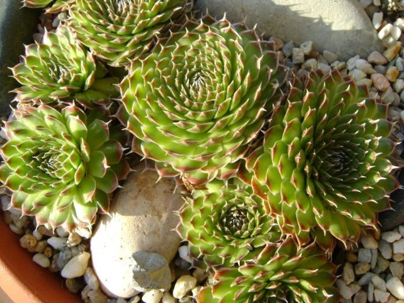 Orostachys spinosa & Sempervivum arachnoideum - v Iarna 2016-2017-2018