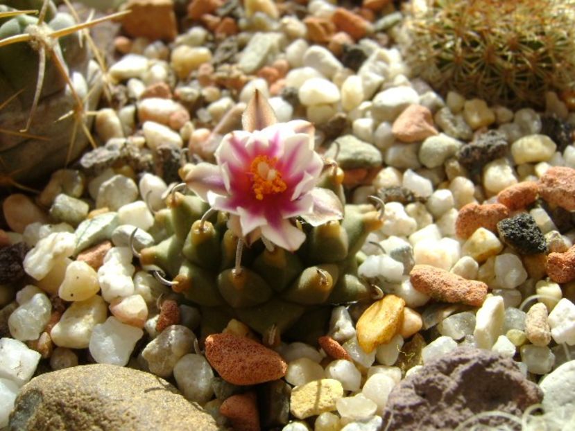 Turbinicarpus panarottoi - Cactusi 2018