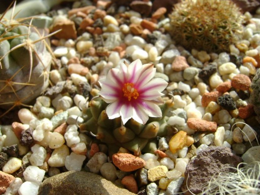 Turbinicarpus panarottoi - Cactusi 2018