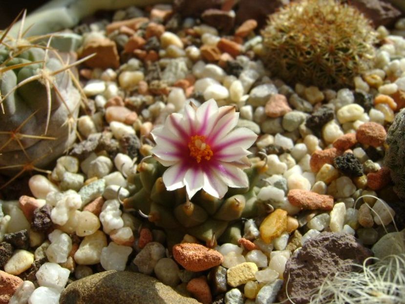 Turbinicarpus panarottoi - Cactusi 2018