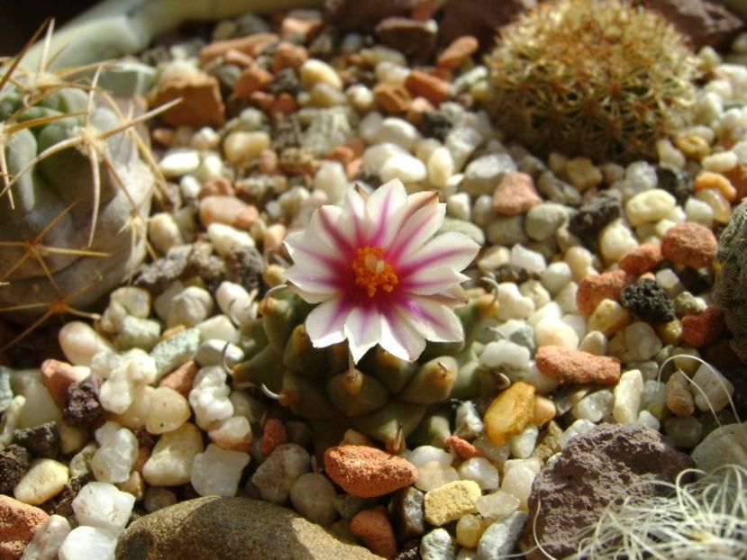 Turbinicarpus panarottoi - Cactusi 2018