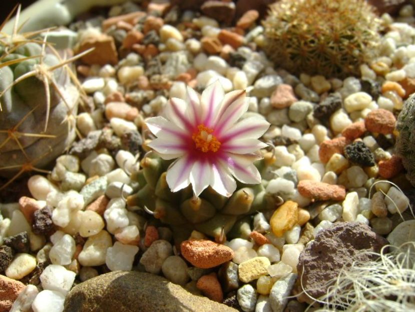 Turbinicarpus panarottoi - Cactusi 2018