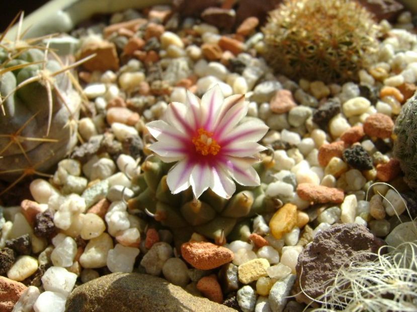 Turbinicarpus panarottoi - Cactusi 2018