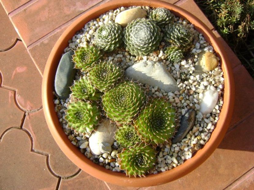 Orostachys spinosa & Sempervivum arachnoideum - Suculente 2018