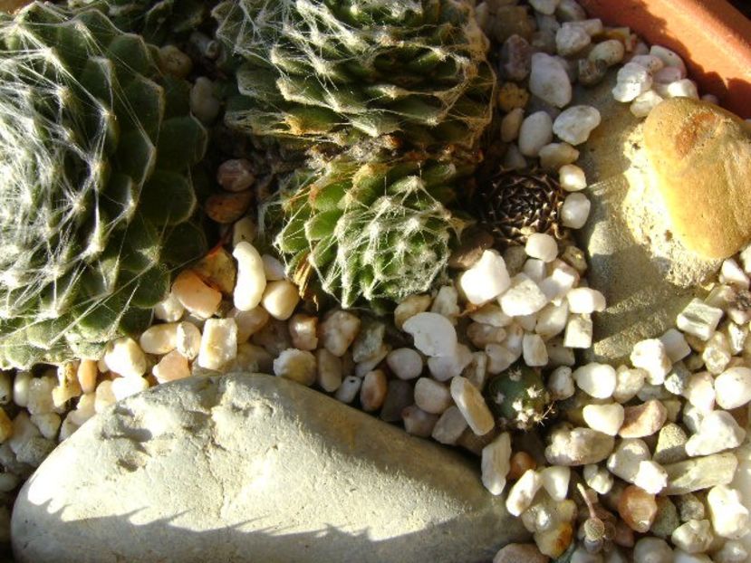 Sempervivum arachnoideum - Suculente 2018