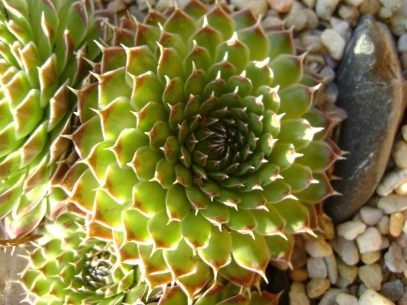 Orostachys spinosa - Suculente 2018