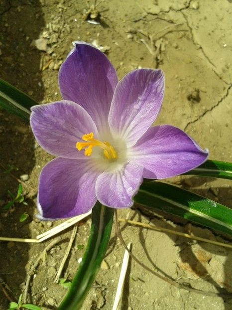 2012_fl primavara_1 - 2012_03_Flori de primavara