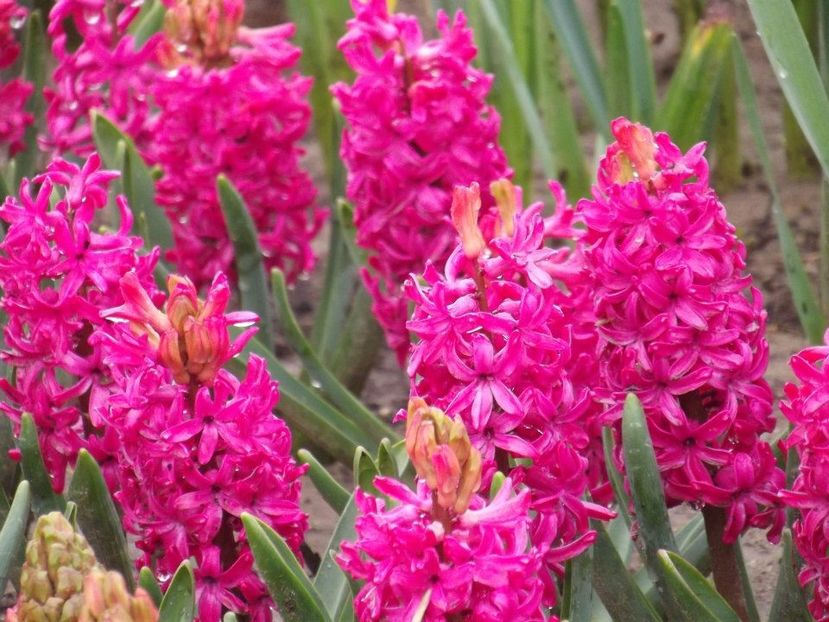 2012_fl primavara_5 - 2012_03_Flori de primavara