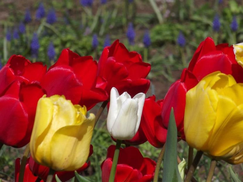 2012_fl primavara_13 - 2012_03_Flori de primavara