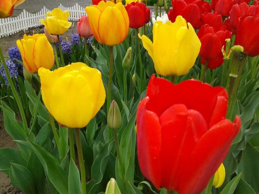 2012_fl primavara_17 - 2012_03_Flori de primavara