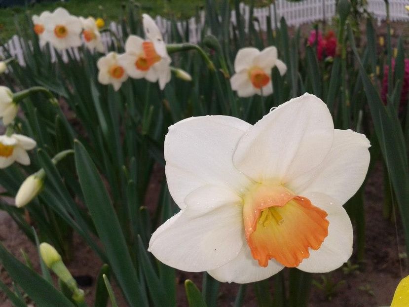 2012_fl primavara_18 - 2012_03_Flori de primavara