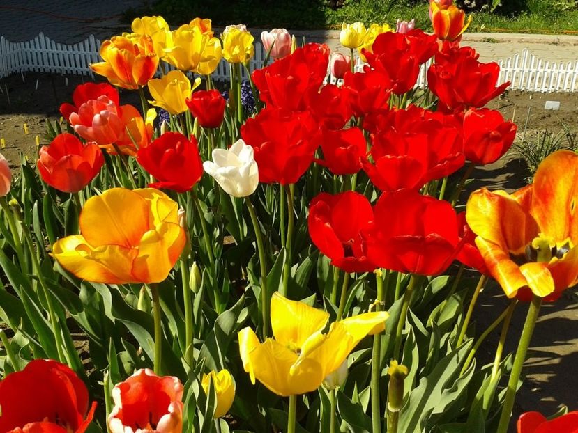 2012_fl primavara_21 - 2012_03_Flori de primavara