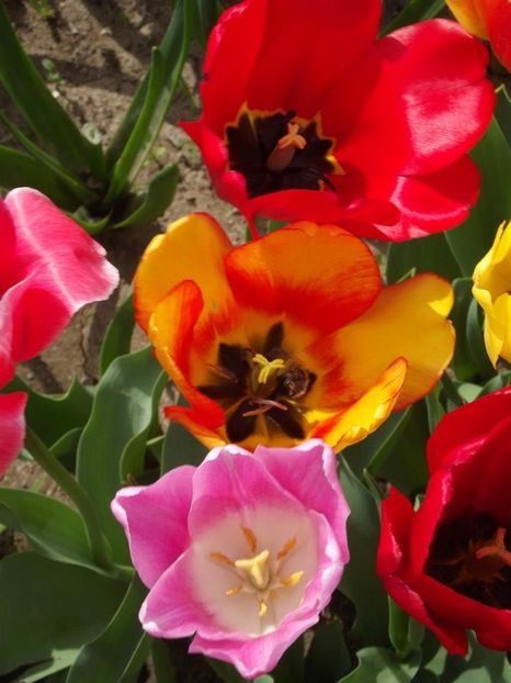 2012_fl primavara_26 - 2012_03_Flori de primavara