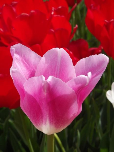 2012_fl primavara_27 - 2012_03_Flori de primavara