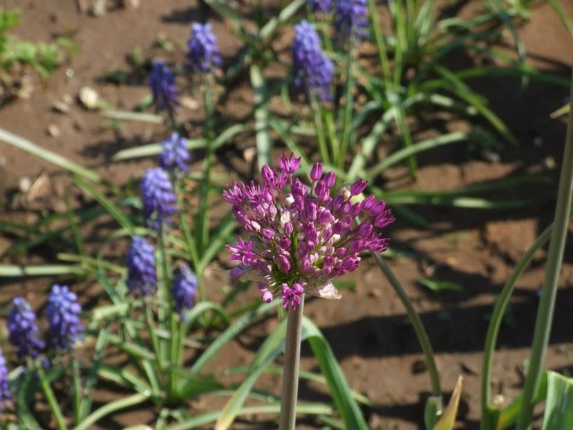 2012_fl primavara_30 - 2012_03_Flori de primavara